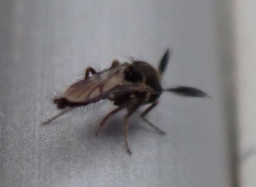 Réf. 326 743 : Forcipomyia sp.